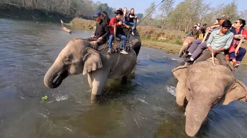Sauraha Chitwan - Elephant Safari